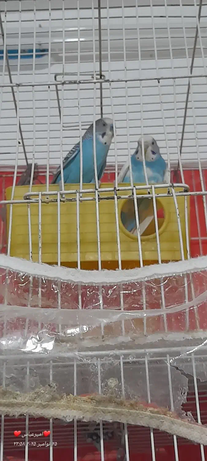 مرغ عشق|پرنده|تربت‌حیدریه, پائین ولایت|دیوار