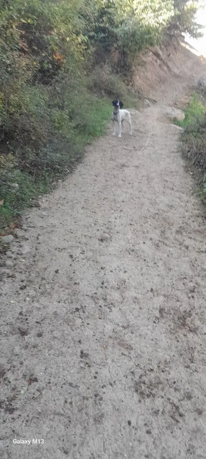 پوینتر انگلیس آلمان|سگ|رامیان, |دیوار