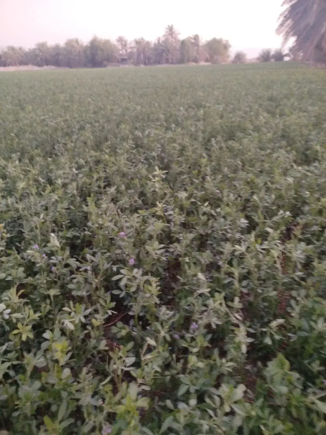 یونجه|خدمات باغبانی و درختکاری|خورموج, |دیوار