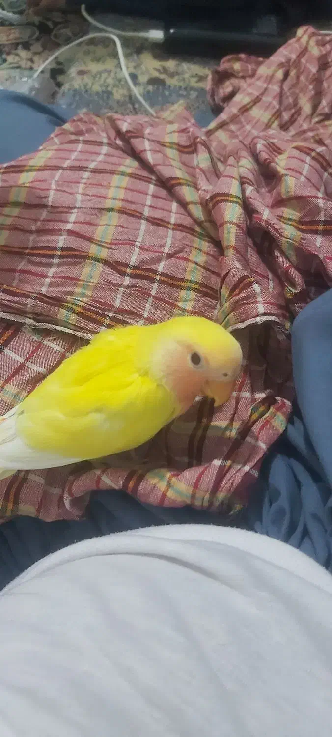 جوجه کوتوله سرلاکی زرد رنگ صورت هلویی|پرنده|چابهار, |دیوار