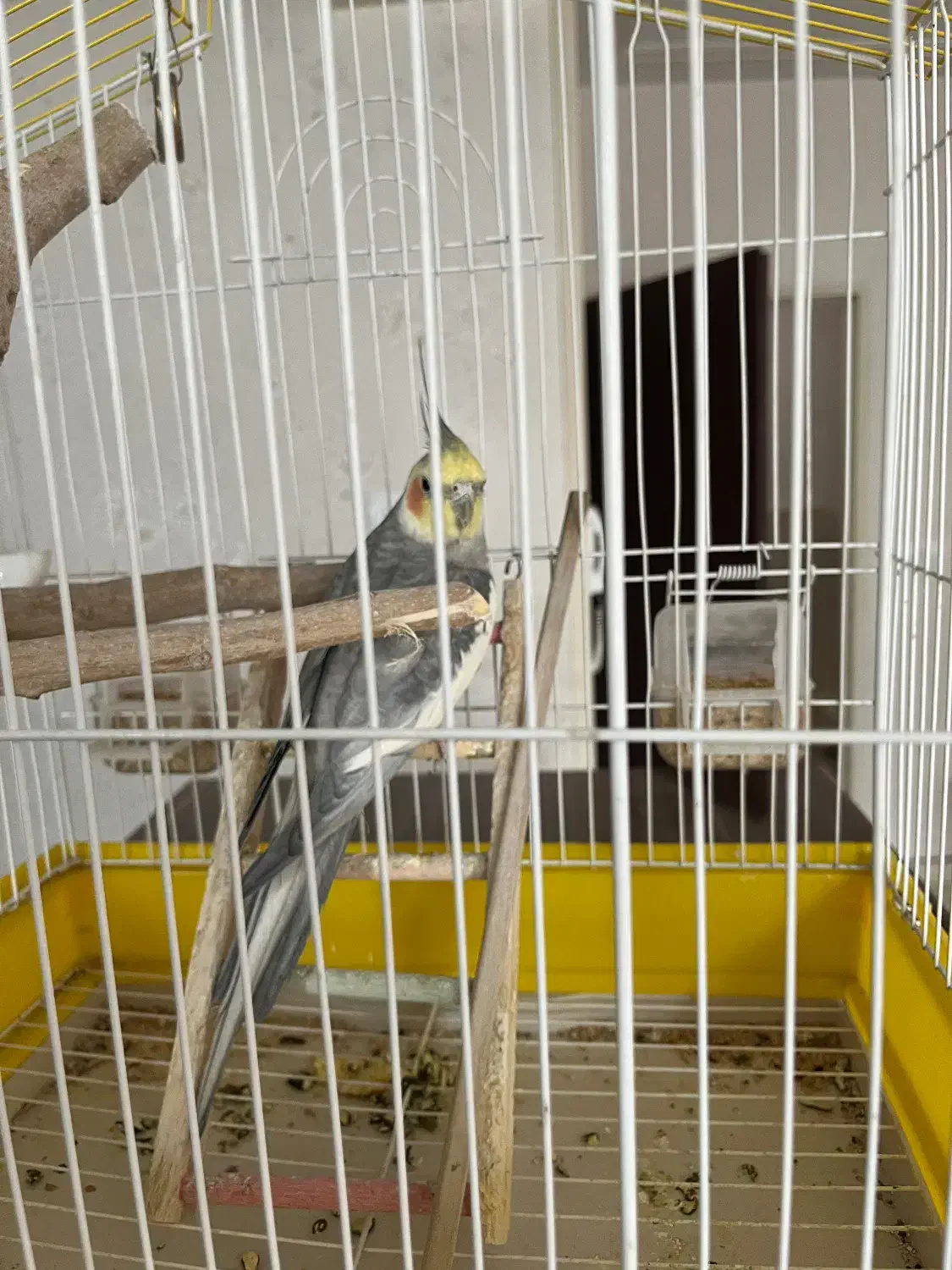 عروس هلندی|پرنده|قدس, شهرقدس|دیوار