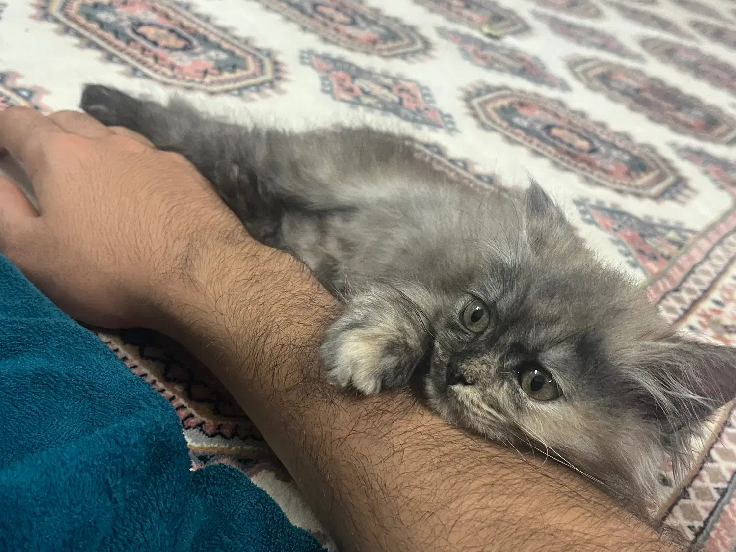 گربه گم شده|گربه|گنبد کاووس, |دیوار