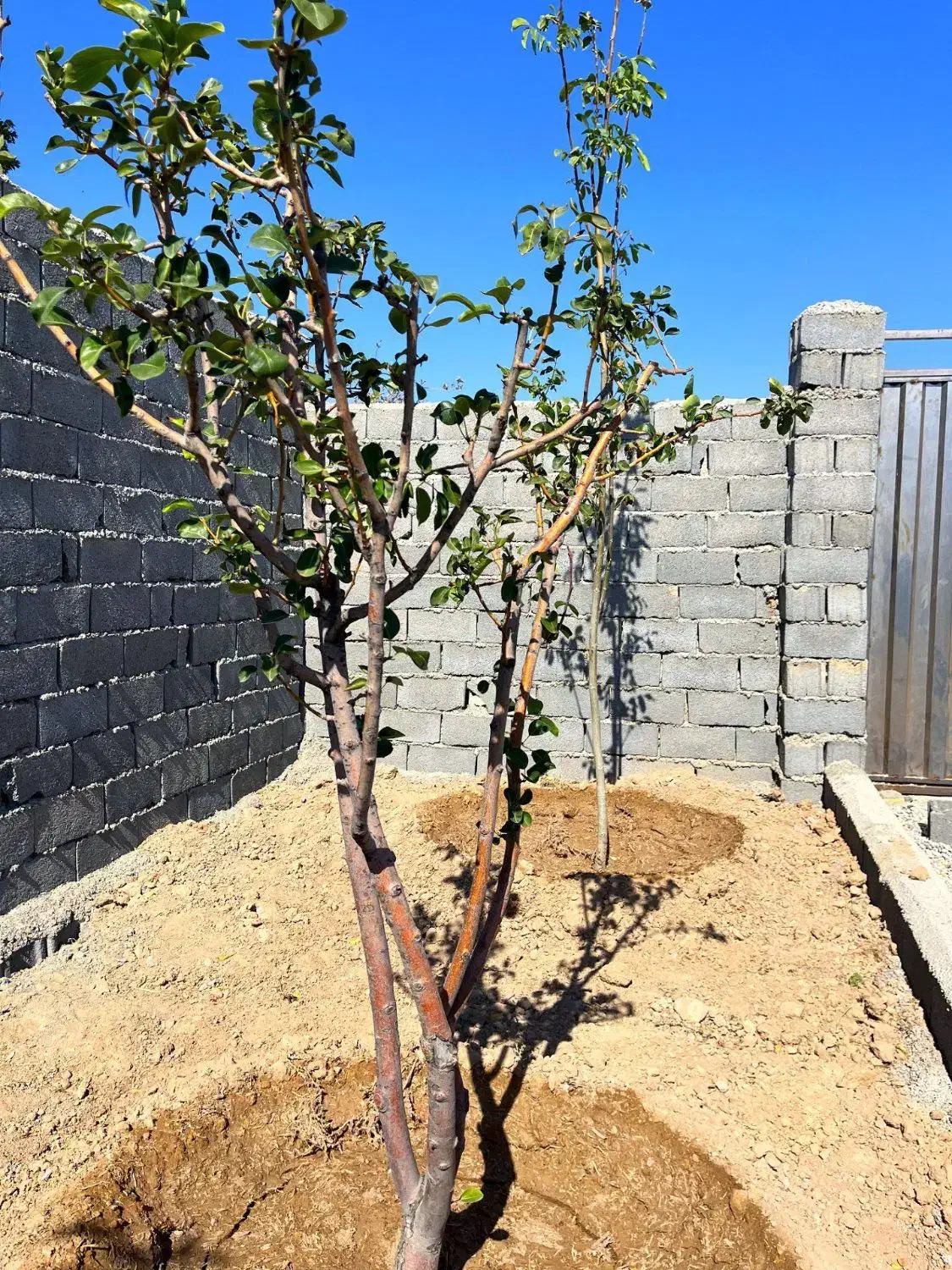 باغچه*چسب انشعابات *خرید از مالک|فروش زمین و ملک کلنگی|اسلامشهر, شهرک احمدیه|دیوار