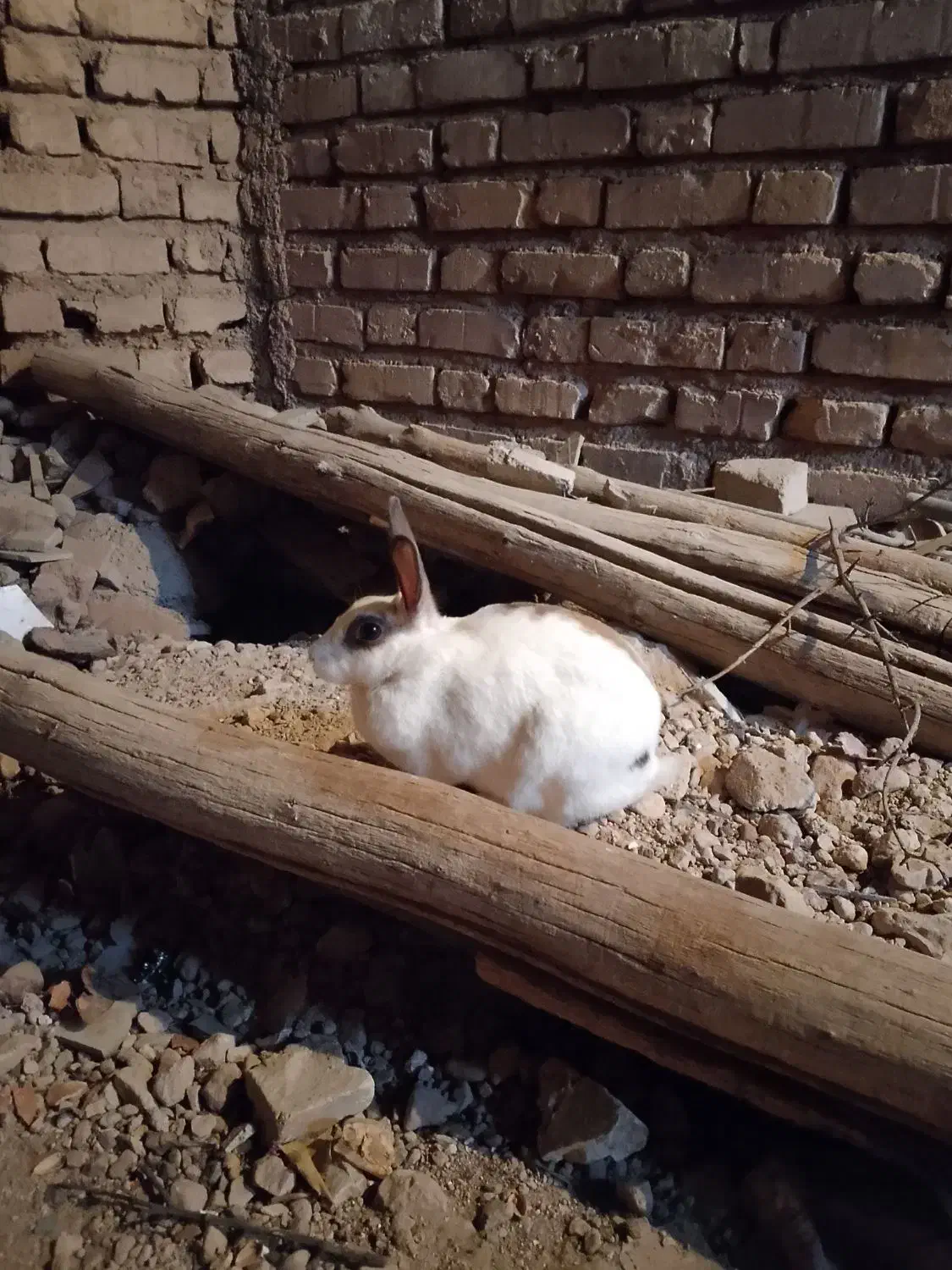 خرگوش جوان دو تا ماده|موش و خرگوش|شیراز, گویم|دیوار