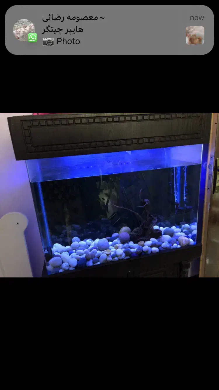 اکواریوم|ماهی|تهران, چیتگر شمالی|دیوار