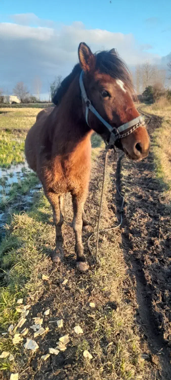 اسب|اسب و تجهیزات اسب‌سواری|لشت نشا, |دیوار