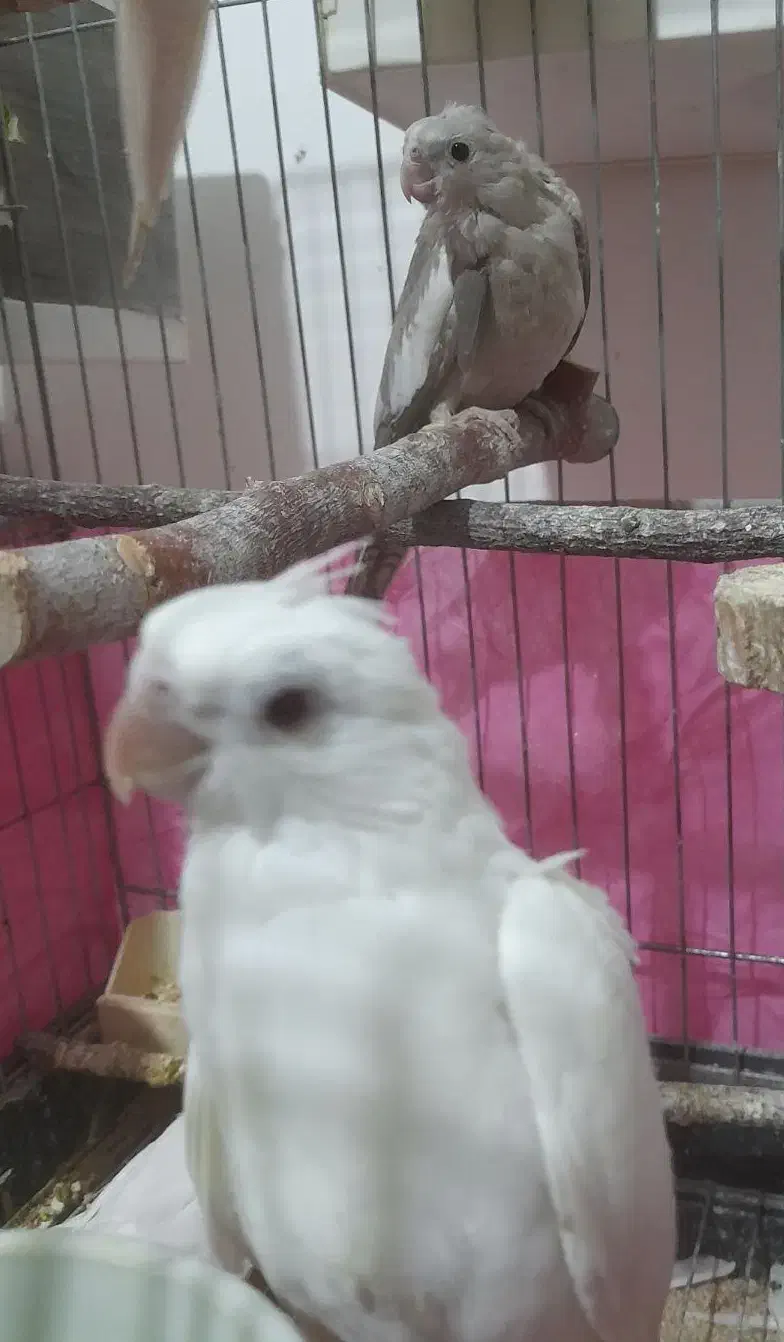 جوجه‌عروس آلبینوونسکافه‌ای(معاوضه)|پرنده|کامیاران, |دیوار