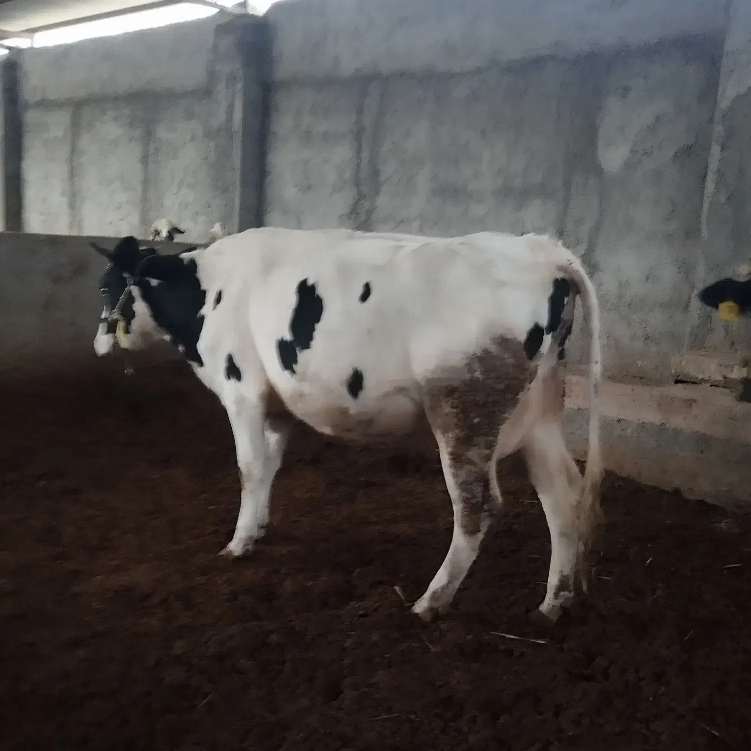 گاو شکم اول نخلی|حیوانات مزرعه|نجفآباد, یزدانشهر|دیوار