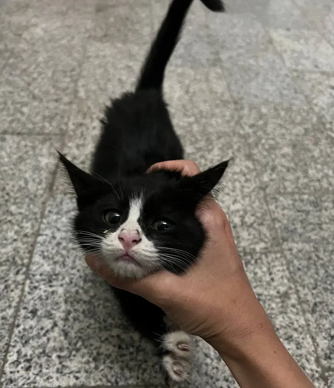 واگذاری بچه‌گربه‌ رایگان|گربه|مشهد, زیبا شهر|دیوار