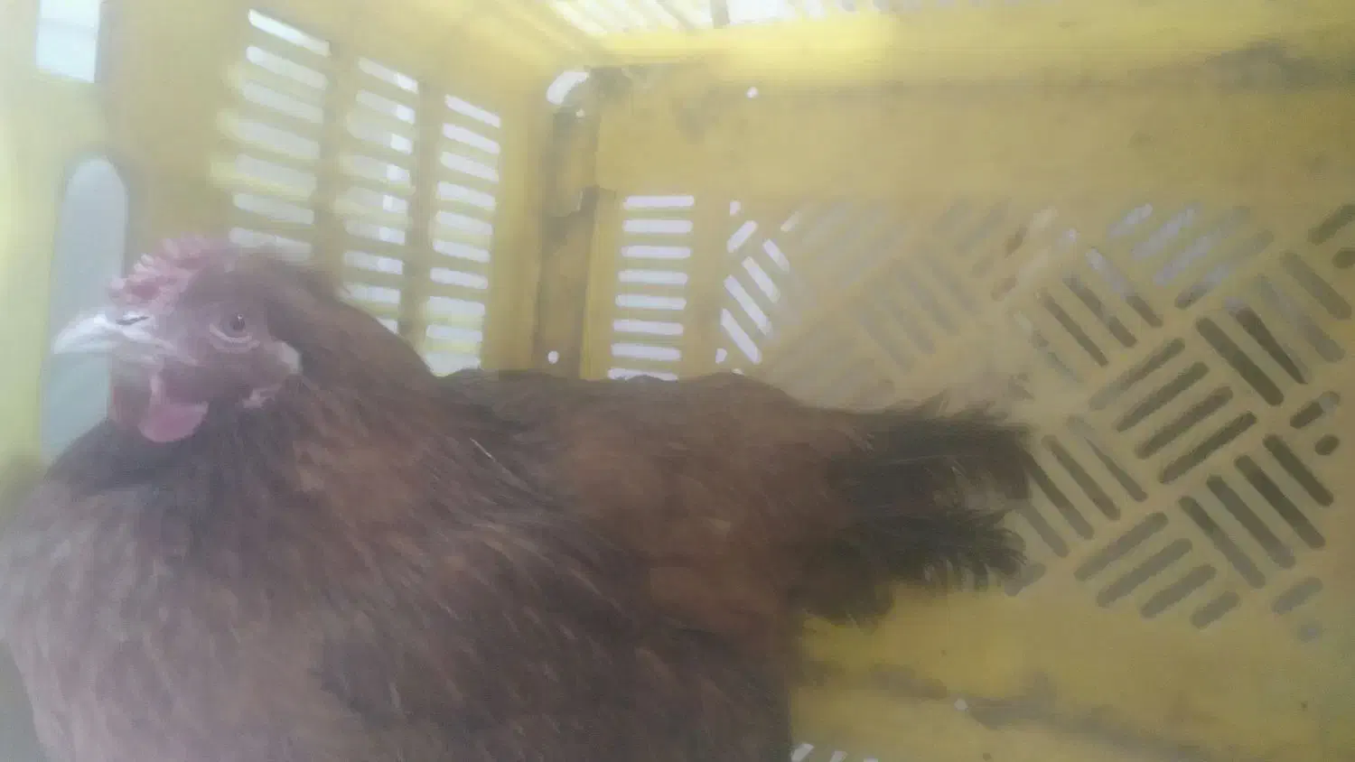 مرغ سالم|حیوانات مزرعه|اسلام‌شهر, شهرک مفیدی|دیوار