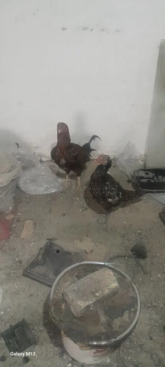 مرغ و خروس|حیوانات مزرعه|فردوسیه, |دیوار