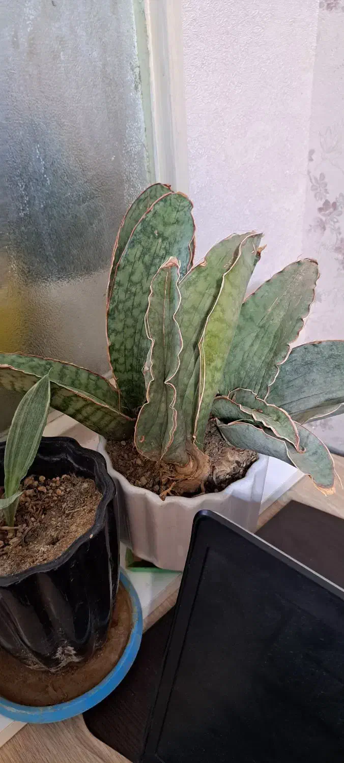 انواع بنسای یوکا و ...|گل و گیاه طبیعی|کرج, بنیاد|دیوار