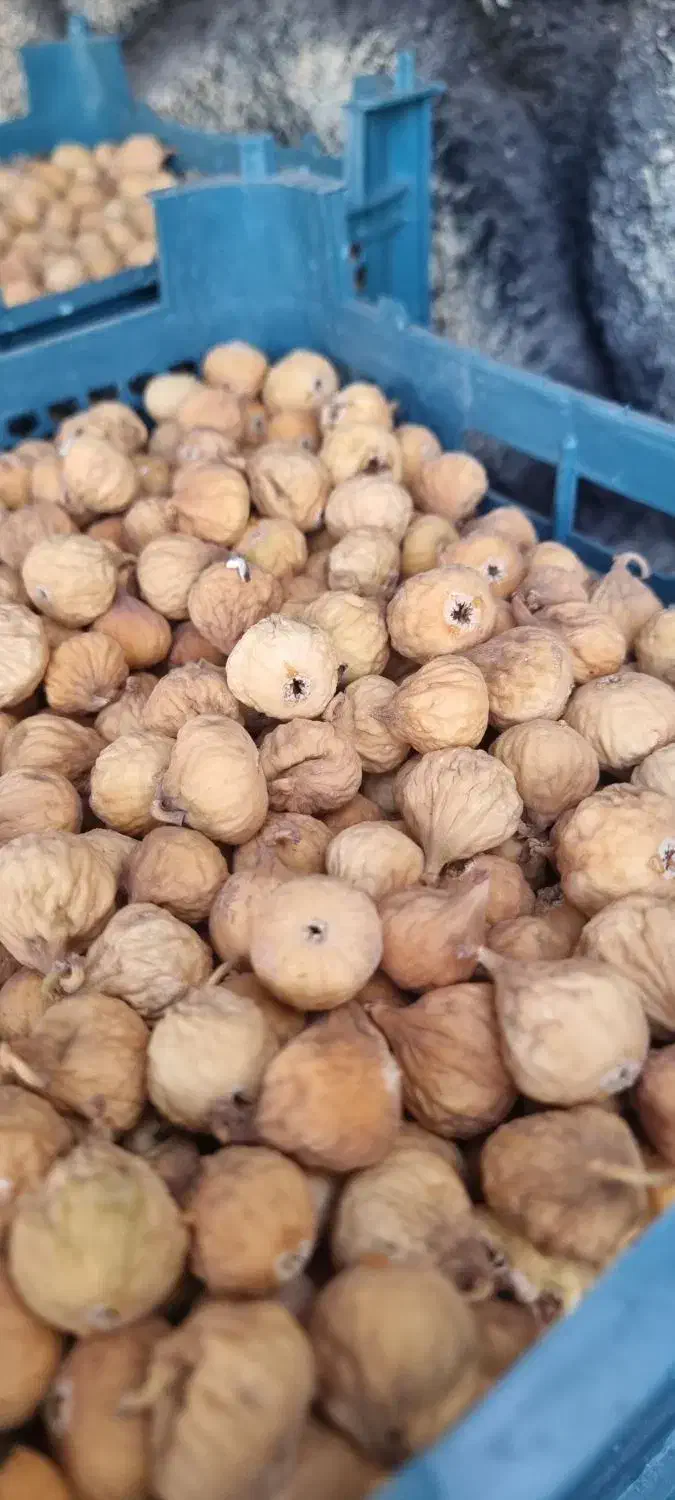 انچیرسفید گوشتی در کوار|خوردنی و آشامیدنی|شیراز, بید زرد|دیوار