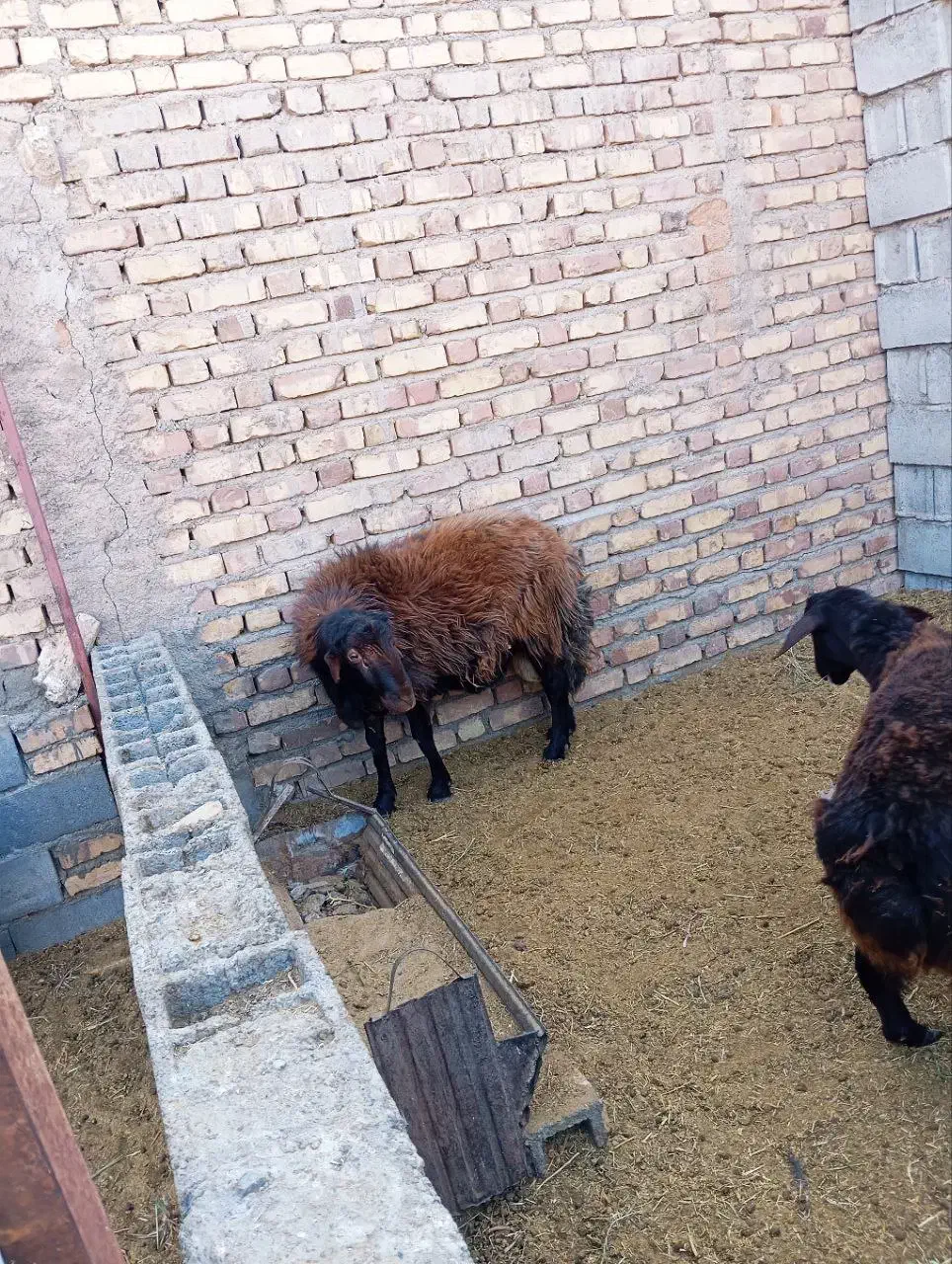 قوچه 2 ساله|حیوانات مزرعه|مه ولات, |دیوار