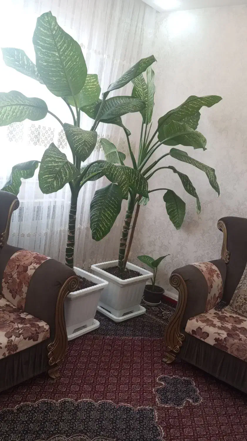 دیفن|گل و گیاه طبیعی|اردبیل, |دیوار