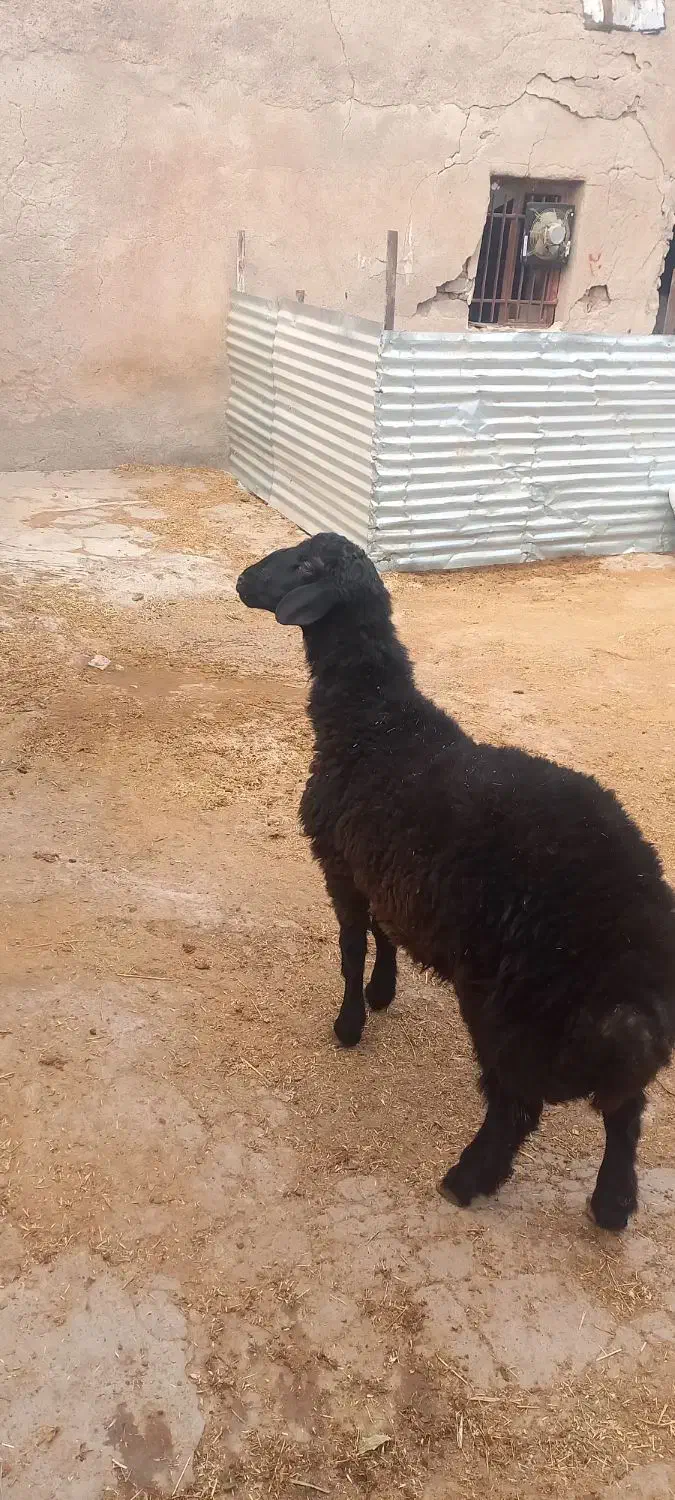 فروش1 راس بره نر همو و2راس قوچ همو کاربلد.|حیوانات مزرعه|کوهین, |دیوار