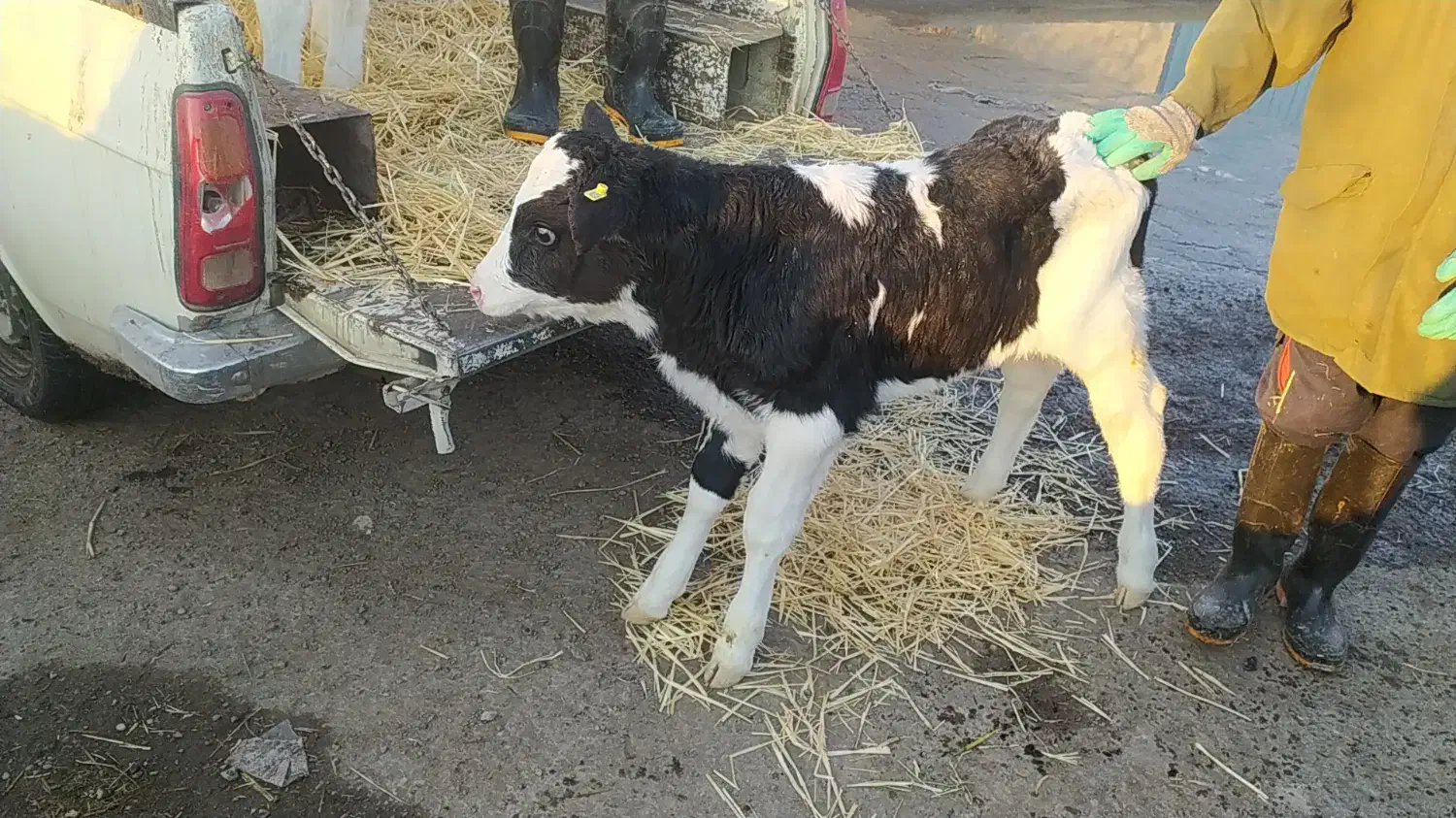 فروش گوساله شیری و قطع شیر درجه یک یک|حیوانات مزرعه|تهران, شهرآرا|دیوار