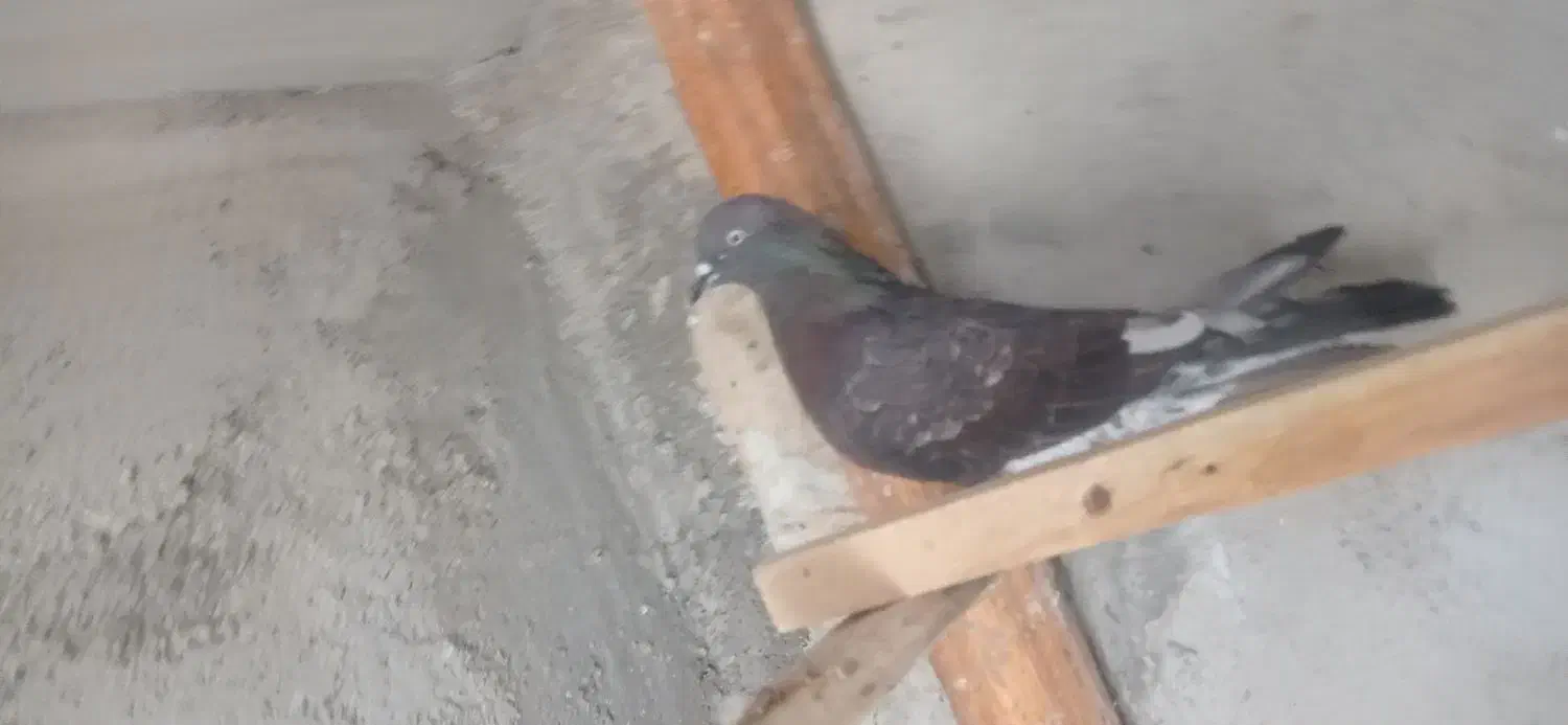 کبوتر ماده بادنجونی جلد اهواز پرشی به شرط|پرنده|ایذه, |دیوار