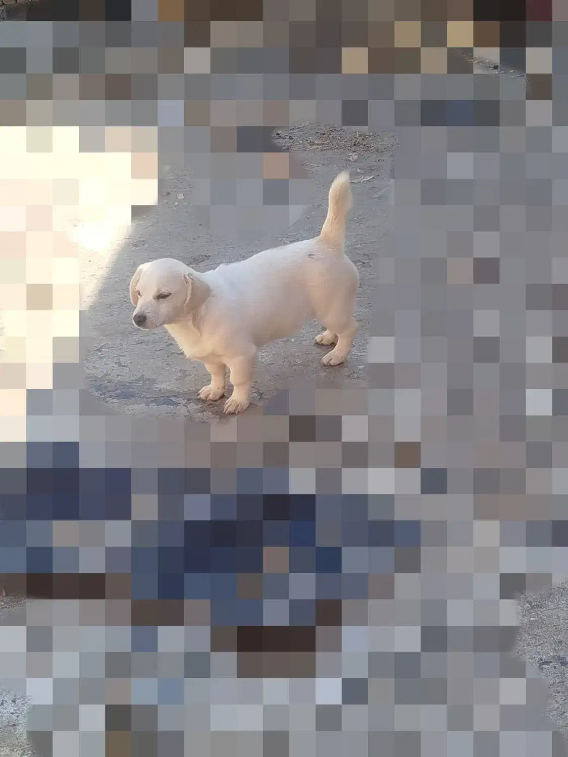 سگ اشپیتز|سگ|اسدآباد, |دیوار