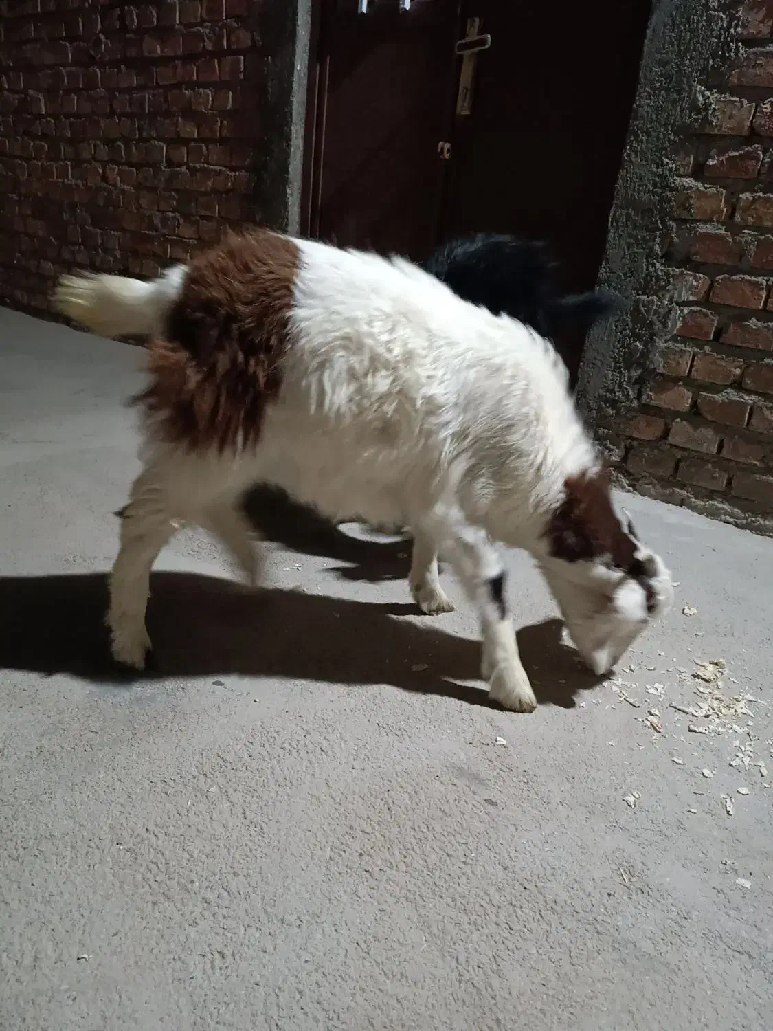 دو عدد بزغاله|حیوانات مزرعه|زاهدان, |دیوار