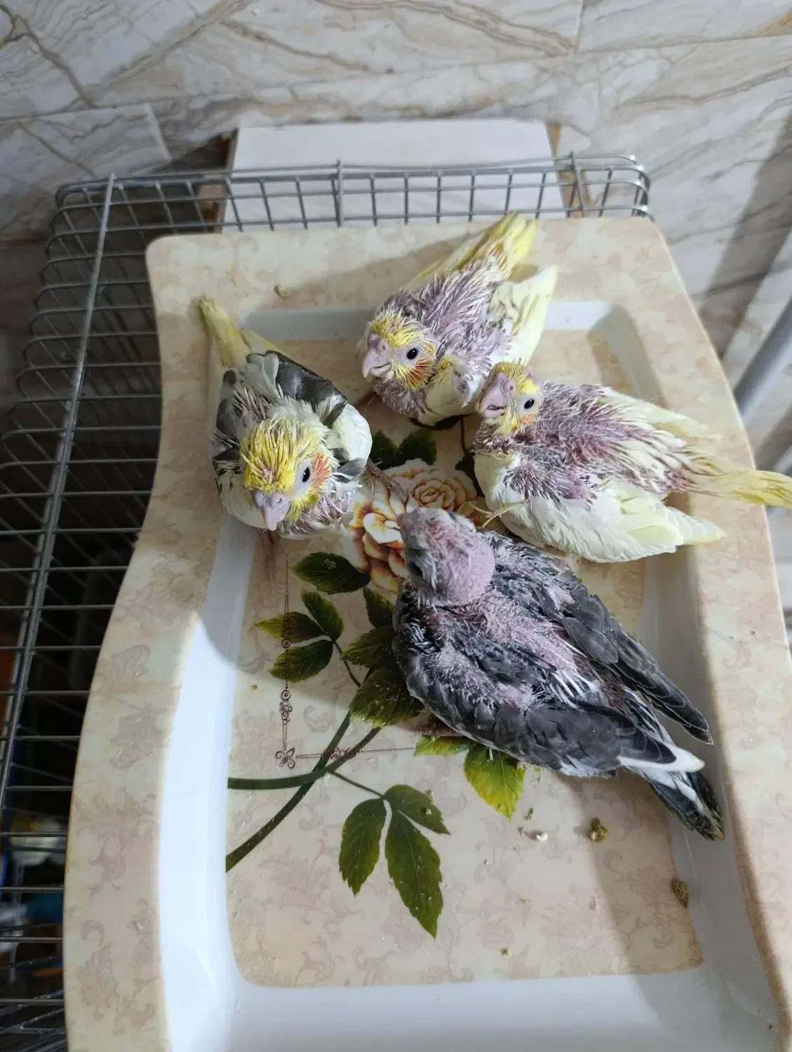 جوجه عروس هلندی|پرنده|کلاله, |دیوار