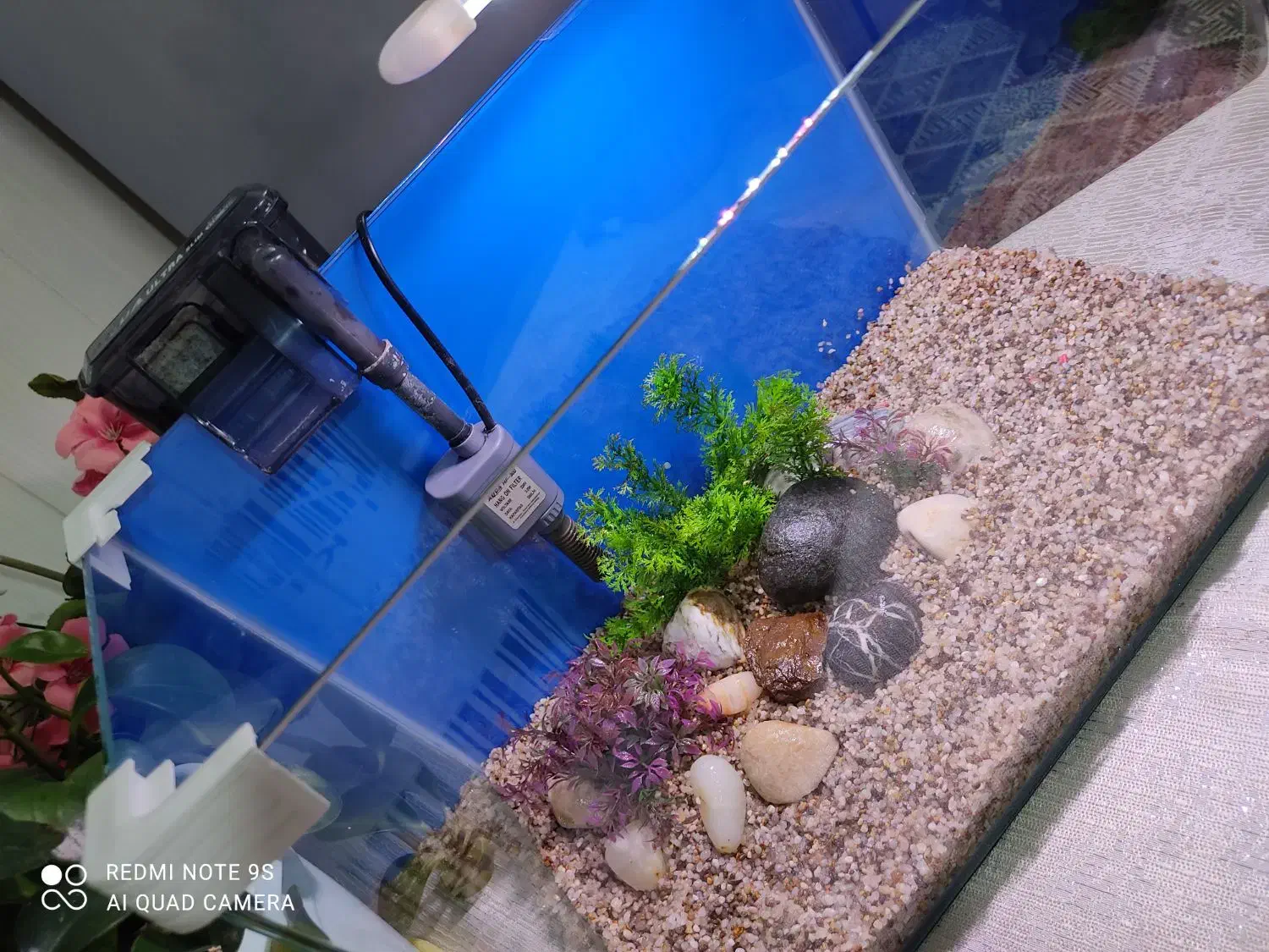 آکواریوم و ماهی گوپی|ماهی|کرمانشاه, |دیوار