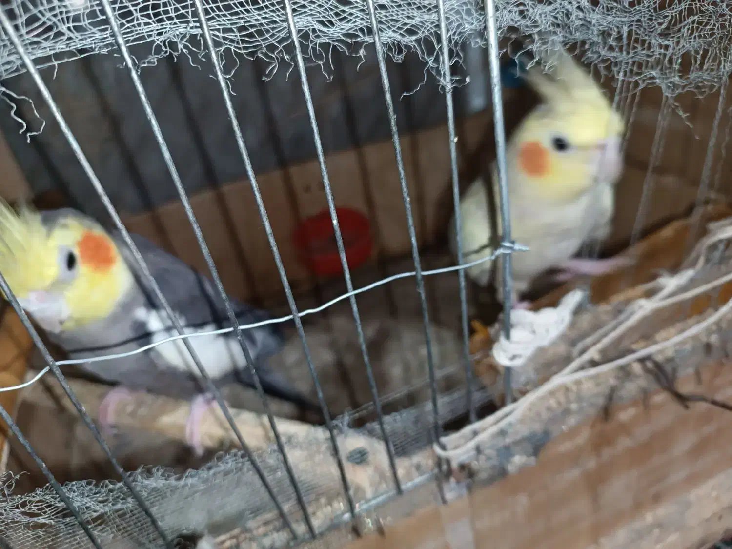 عروس هلندی|پرنده|زابل, |دیوار