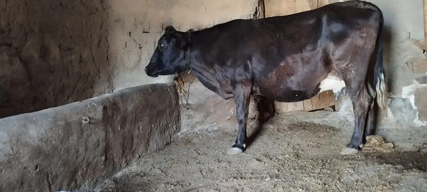 گاو هلشتاین سراب|حیوانات مزرعه|قره پشتلو, |دیوار