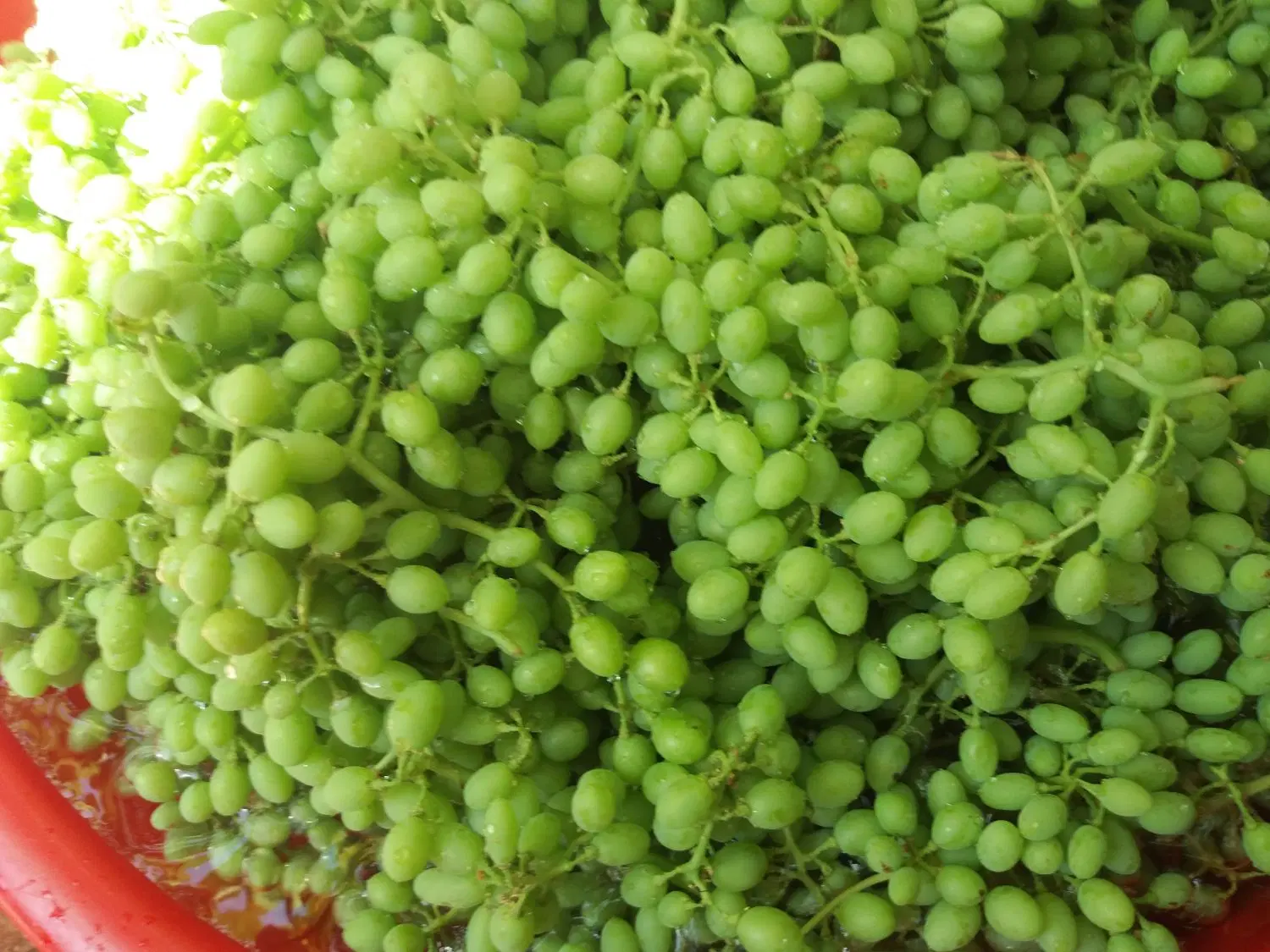 آب غوره طبیعی وارگانیک|خوردنی و آشامیدنی|کرمانشاه, |دیوار