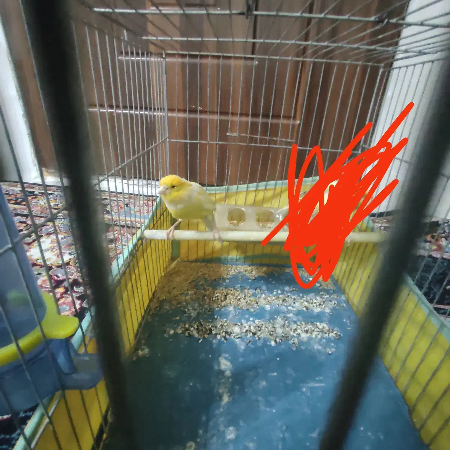 قناری نر|پرنده|گلستان (تهران), |دیوار