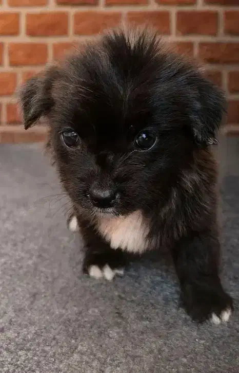 فزوش توله اشپیتز معمولی|سگ|کازرون, |دیوار