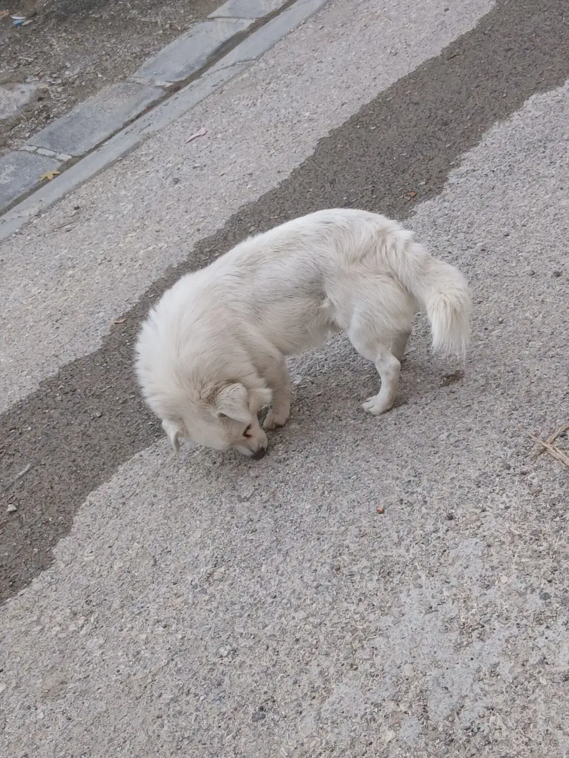 سگ پاکوتاه|سگ|خزل, |دیوار