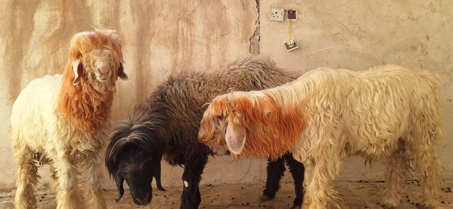 قوچ گله|حیوانات مزرعه|مسجد سلیمان, |دیوار