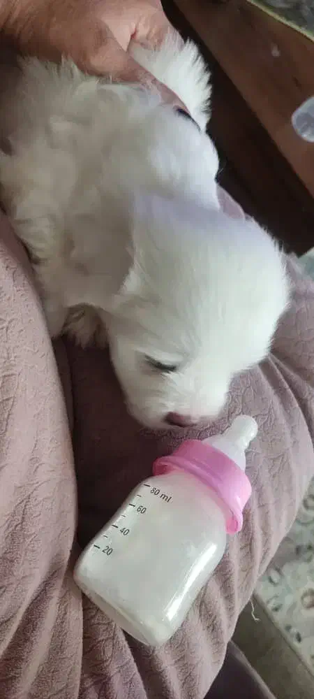 واگذاری سگ باردار|سگ|اصفهان, آهنگران|دیوار