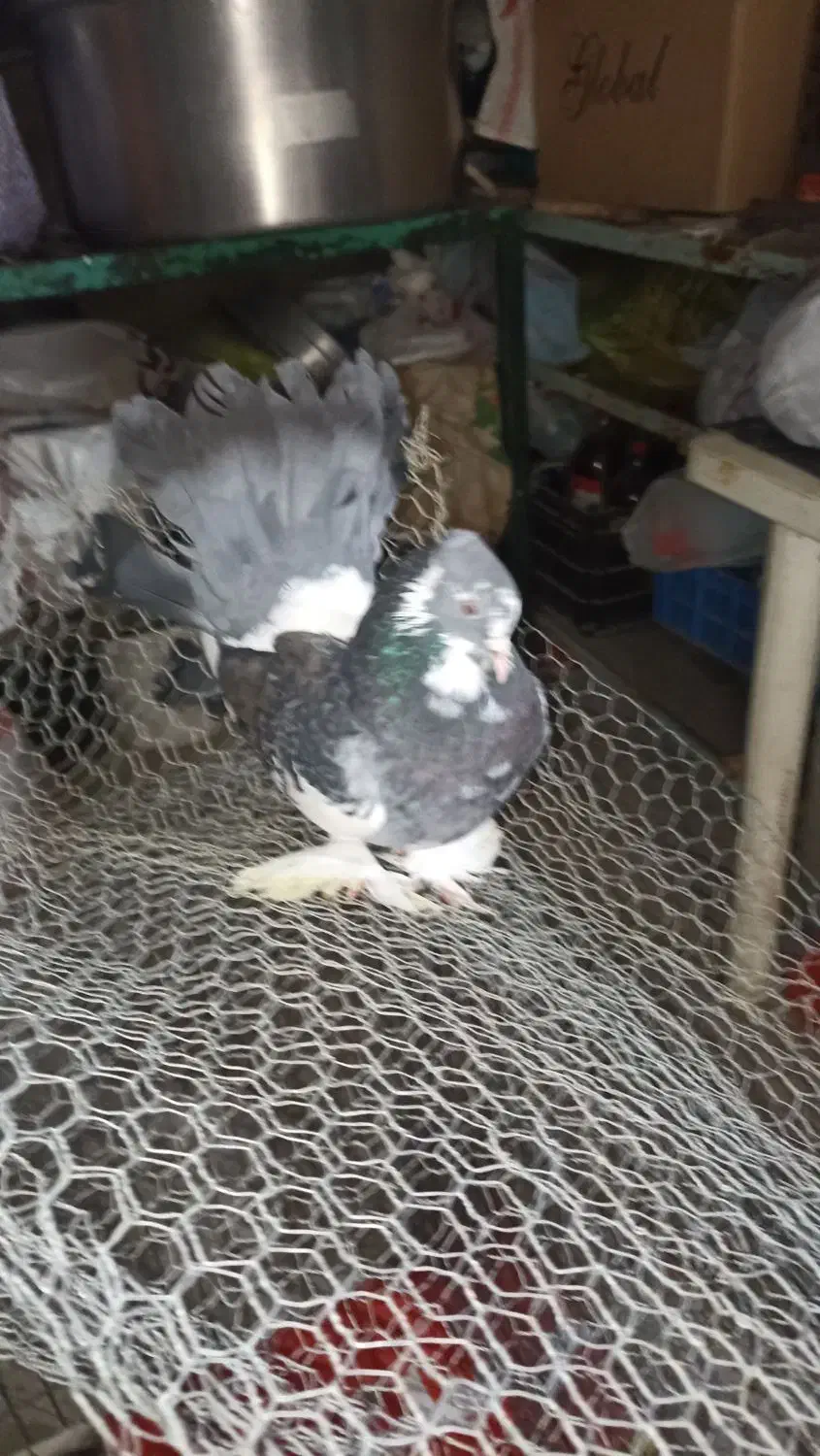 کبوتر ماده و نر هردو پاپر جفت 430 تومن|پرنده|بابلسر, |دیوار