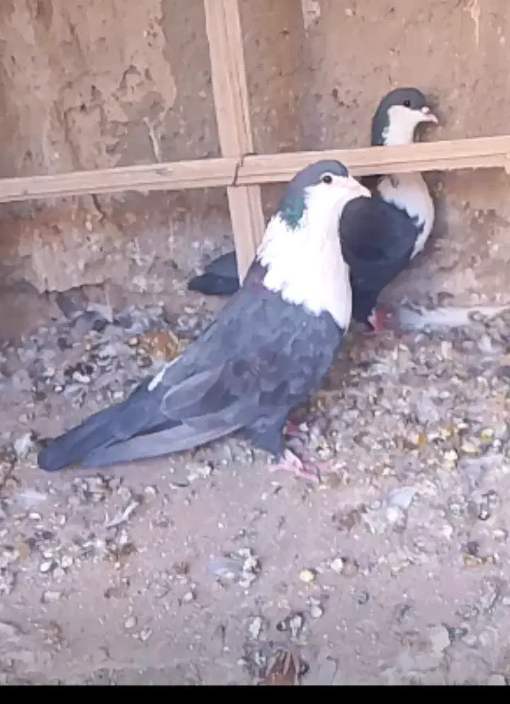 فروش نرماده ریش سیاه نزدیک به تخم|پرنده|خاش, |دیوار