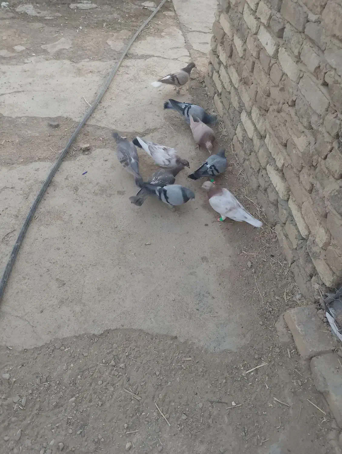 ۹تا کفتر پرشی دانه 170|پرنده|بشاریات, |دیوار