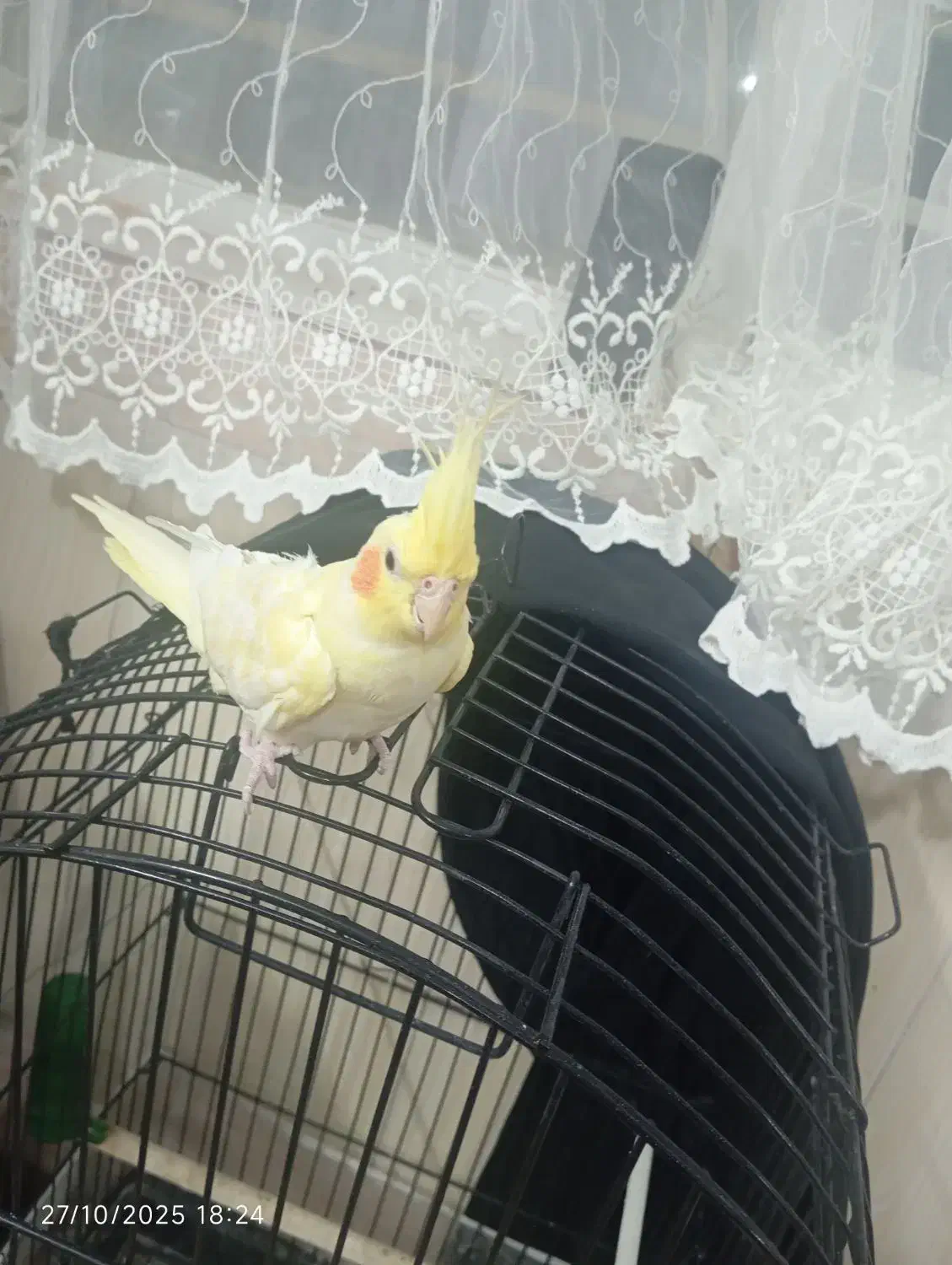 عروس هلندی نر|پرنده|تربت‌حیدریه, میدان مرکزی|دیوار