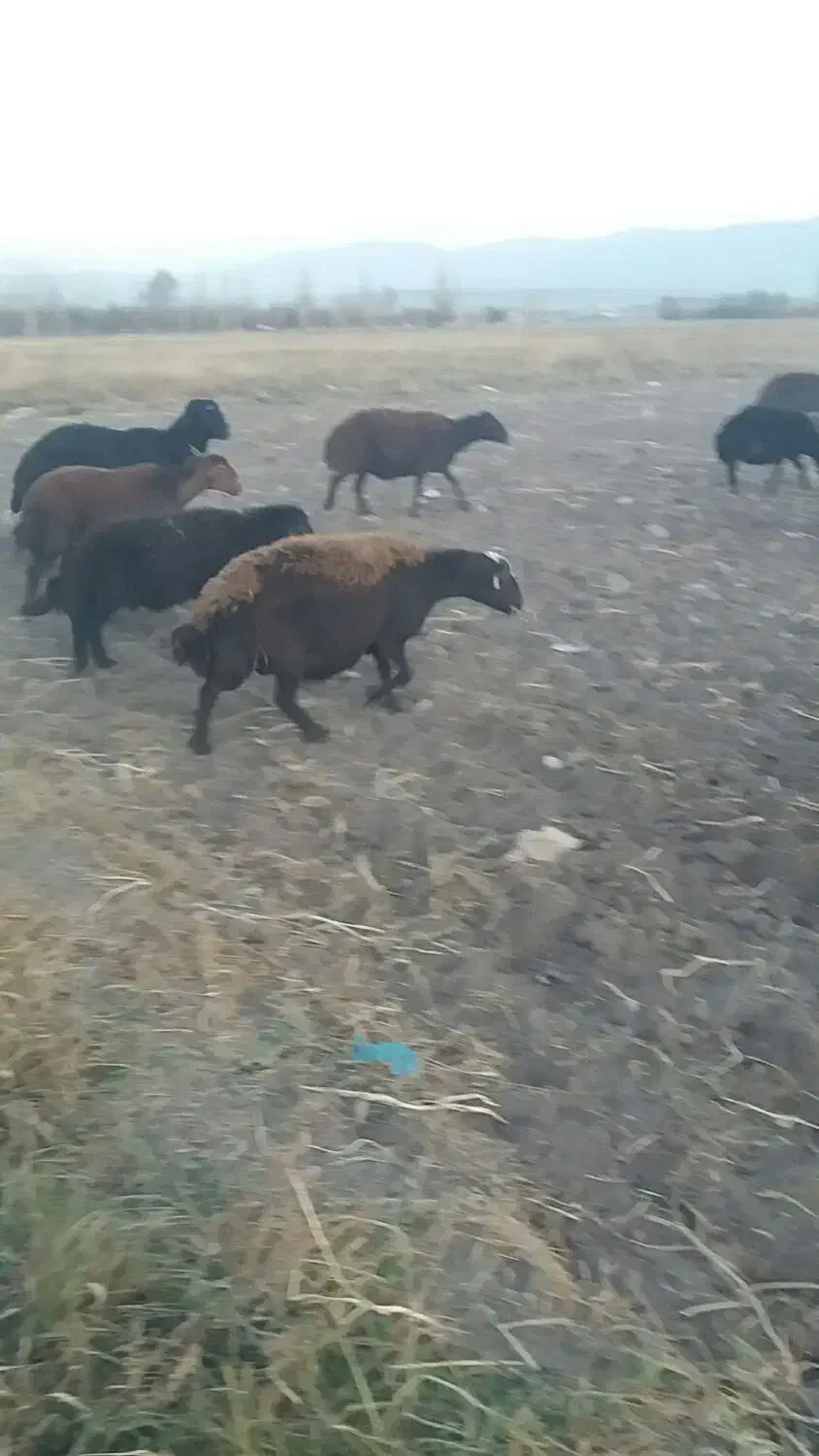 گوسفند گوشتیس|حیوانات مزرعه|سراب, |دیوار