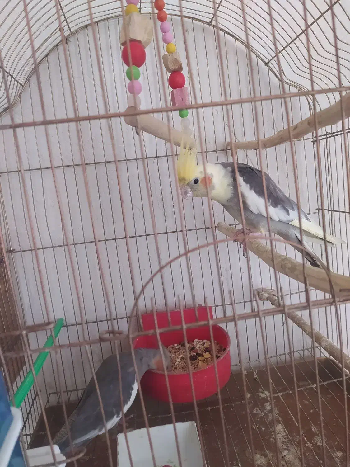 عروس|پرنده|چهاربرج, |دیوار