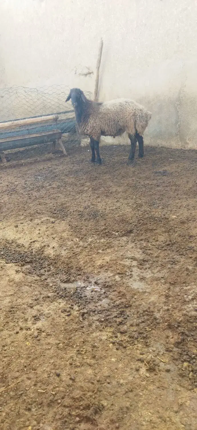 نر همو مناسب قوچ|حیوانات مزرعه|اسفراین, |دیوار