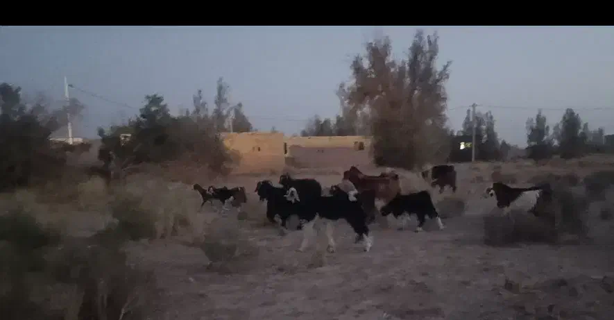 بز گمشده|حیوانات مزرعه|هیرمند, |دیوار