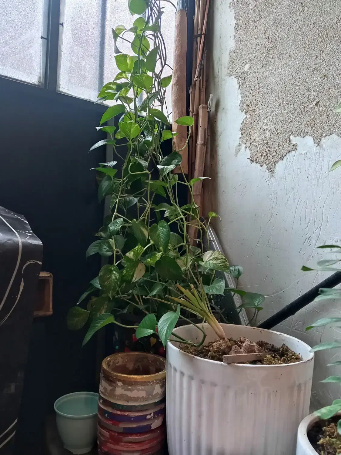 گل و گلدان|گل و گیاه طبیعی|رشت, حمیدیان|دیوار