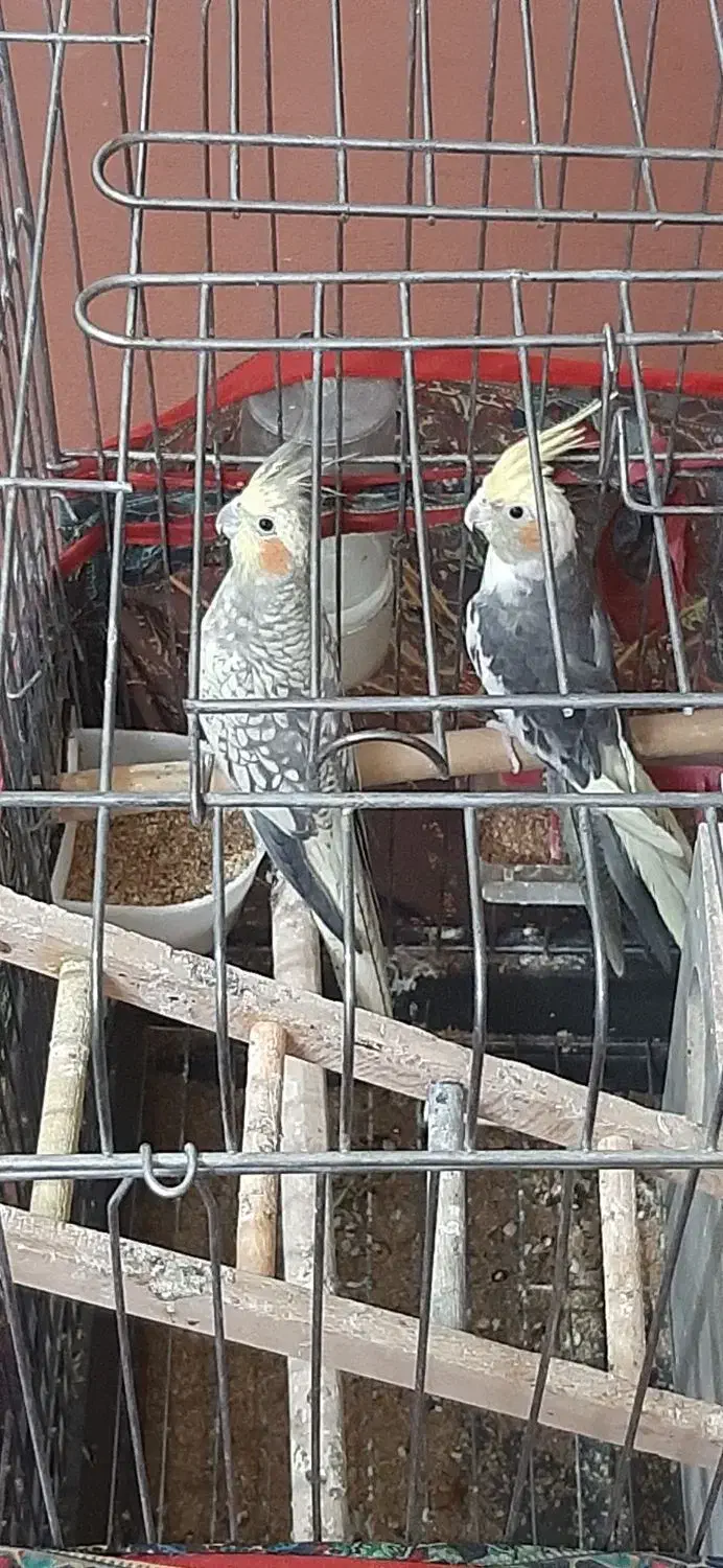 عروس هلندی جفت تخم گذار|پرنده|بشاریات, |دیوار