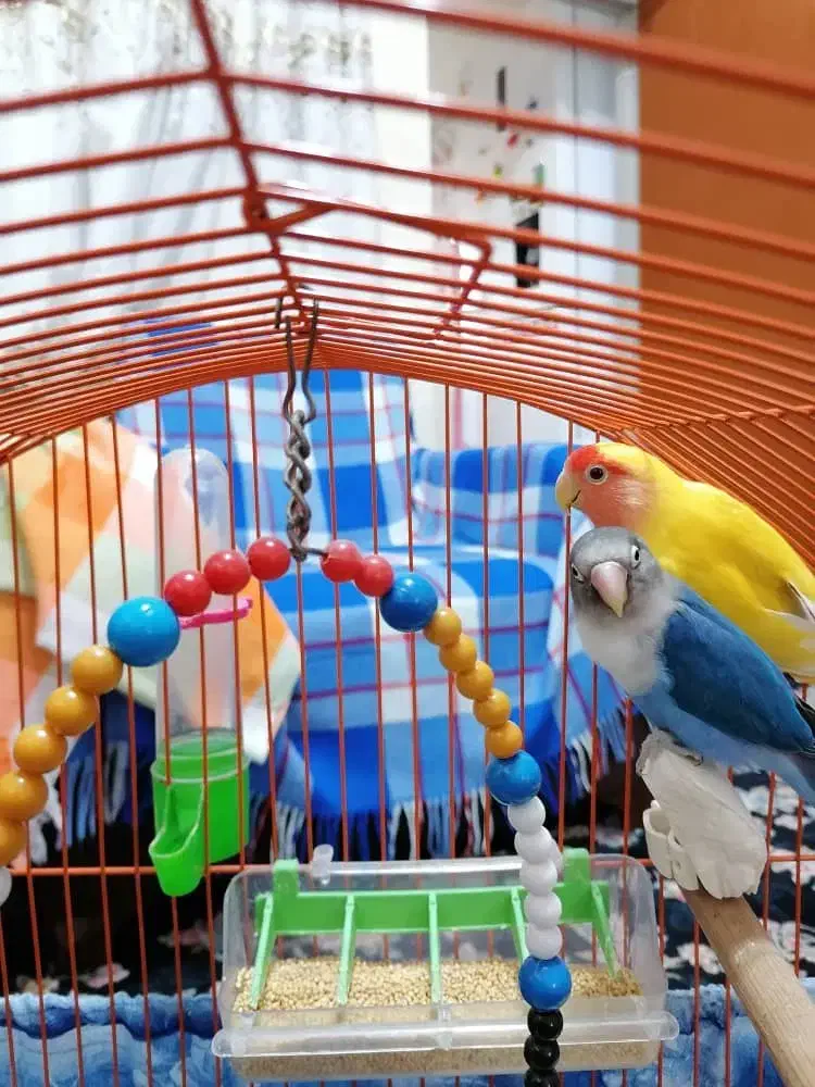 طوطی برزیلی|پرنده|بندر انزلی, پیل علی باغ|دیوار