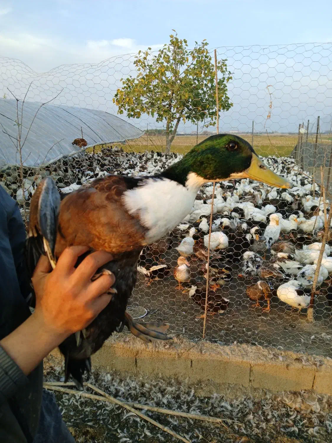 فروش اردک با تغذیه در شالیزار|حیوانات مزرعه|بهنمیر, |دیوار