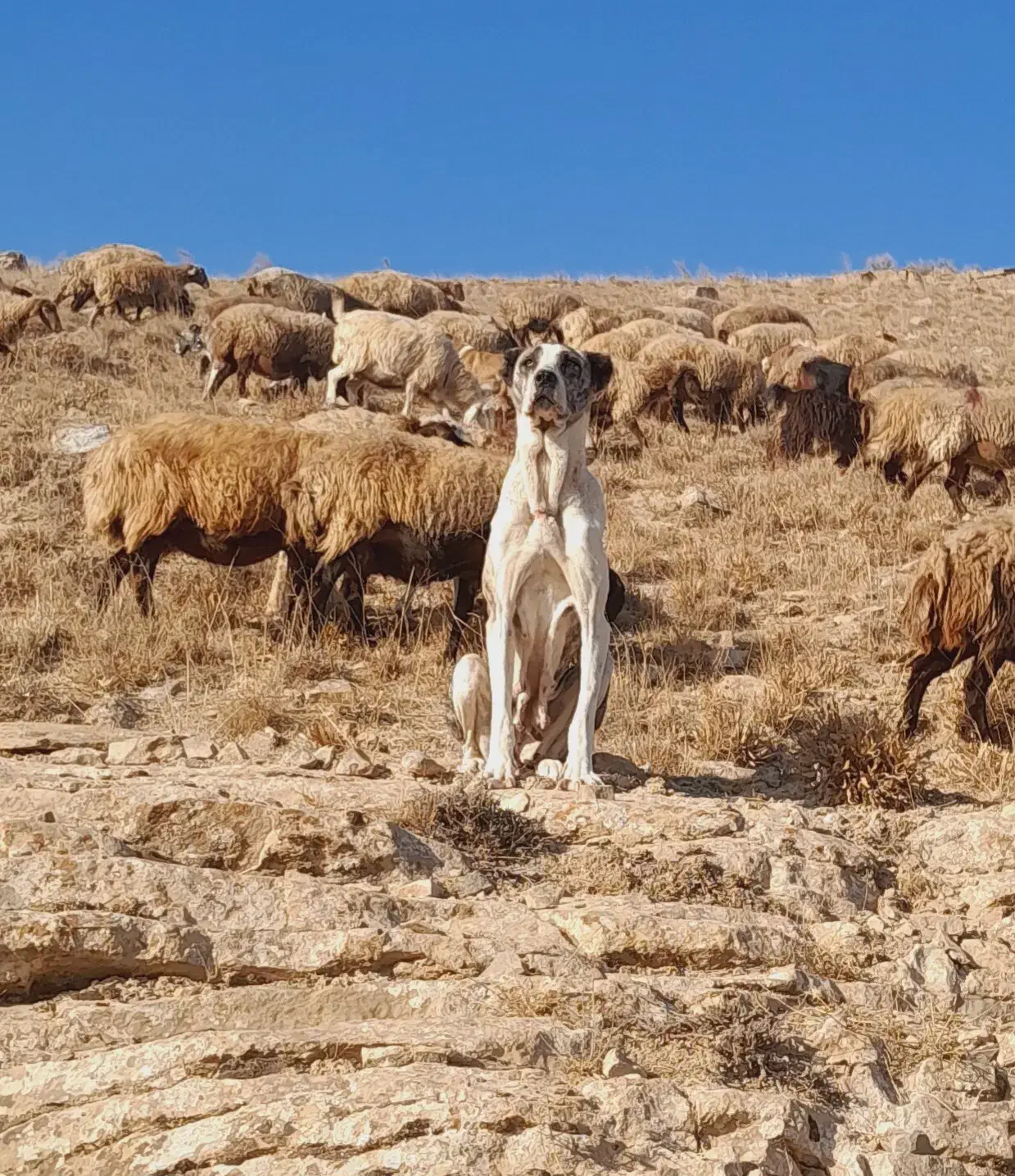 ماده خراسانی|سگ|قوچان, |دیوار