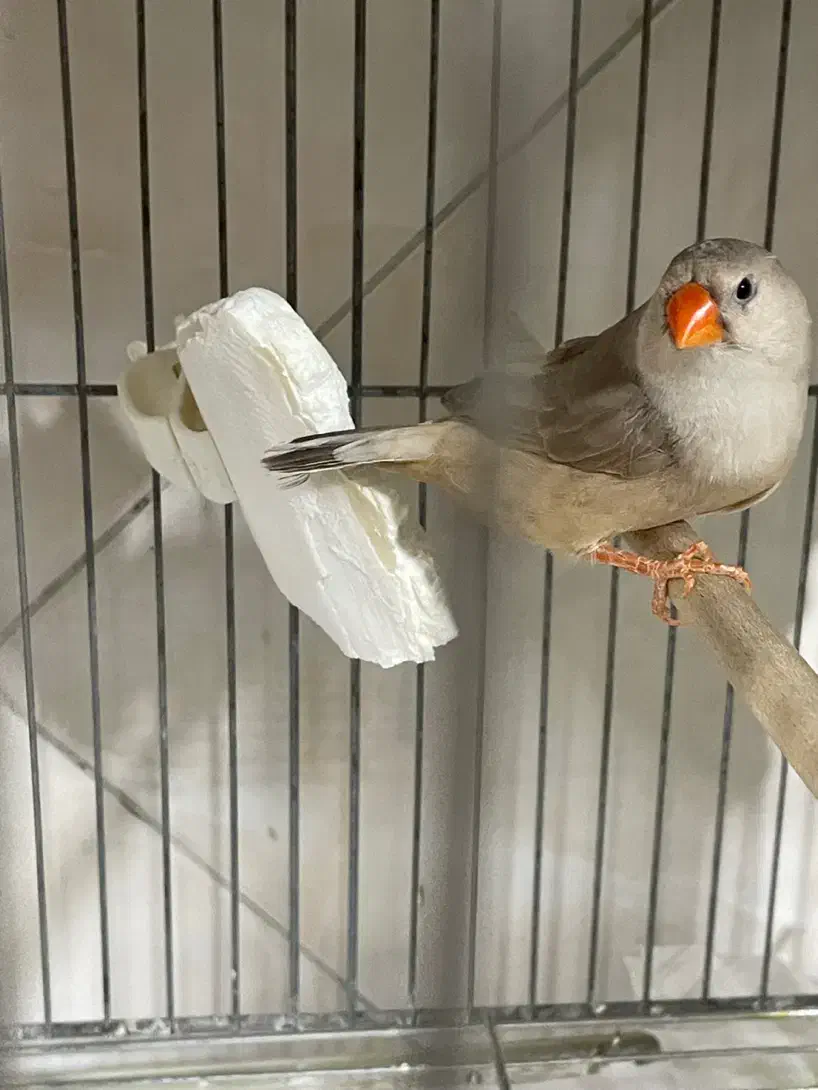 جفت فول اورنج روی تخم|پرنده|تهران, نعمتآباد|دیوار