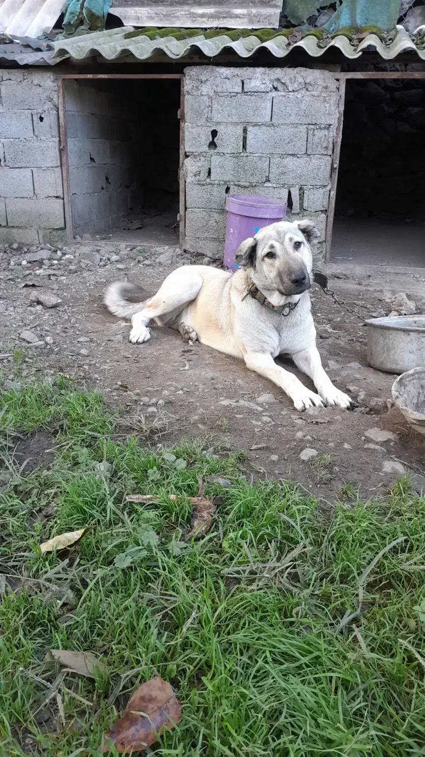 توله ماده ده ماهه عراقی .|سگ|نوشهر, |دیوار