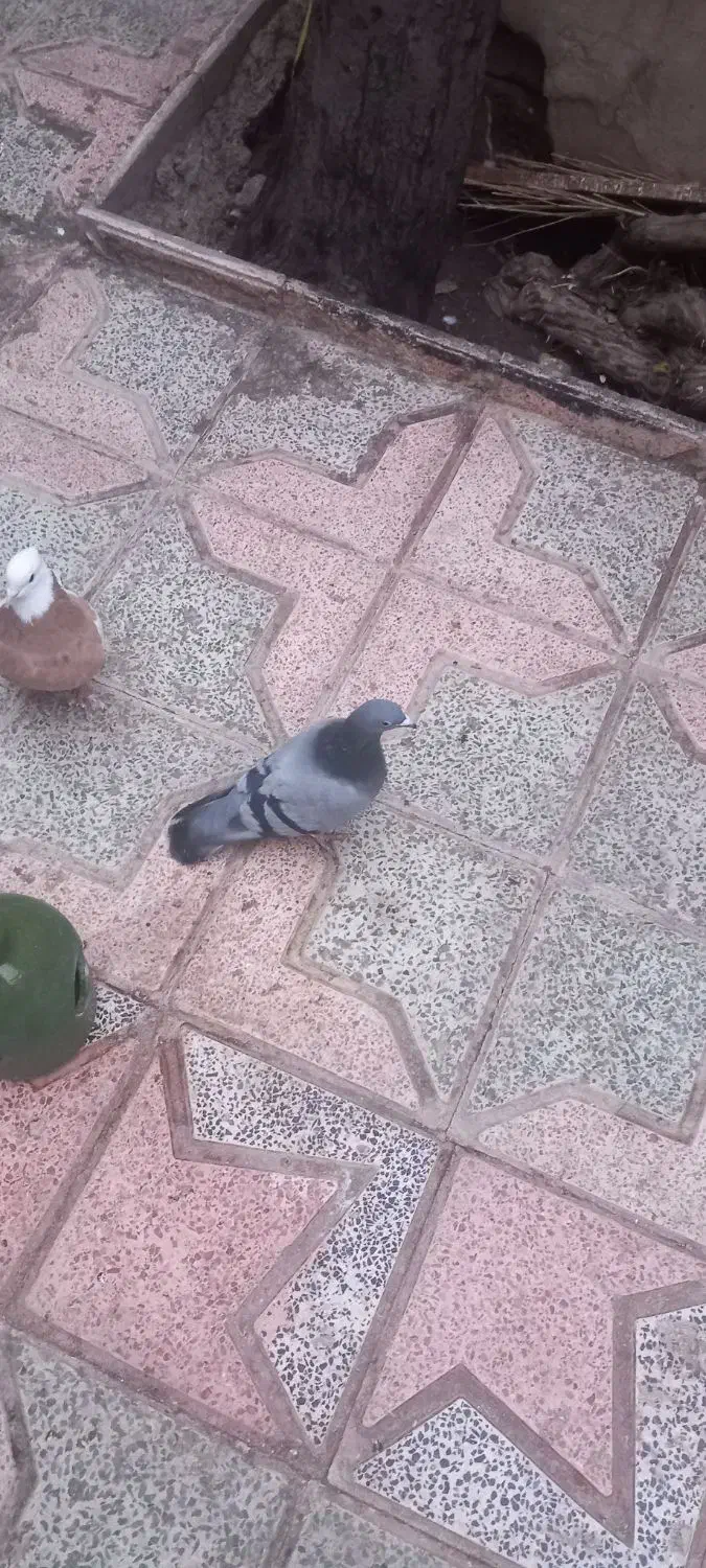 طوقی گمشده|پرنده|اقبالیه, |دیوار